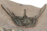 Kettneraspis Trilobite With Long Occipital - Lghaft, Morocco #232763-2